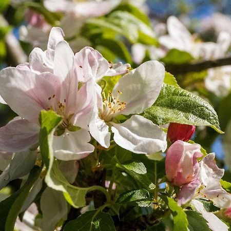 Ferienwohnung Ferien unnern Appelboom  Gross Kordshagen Exterior foto